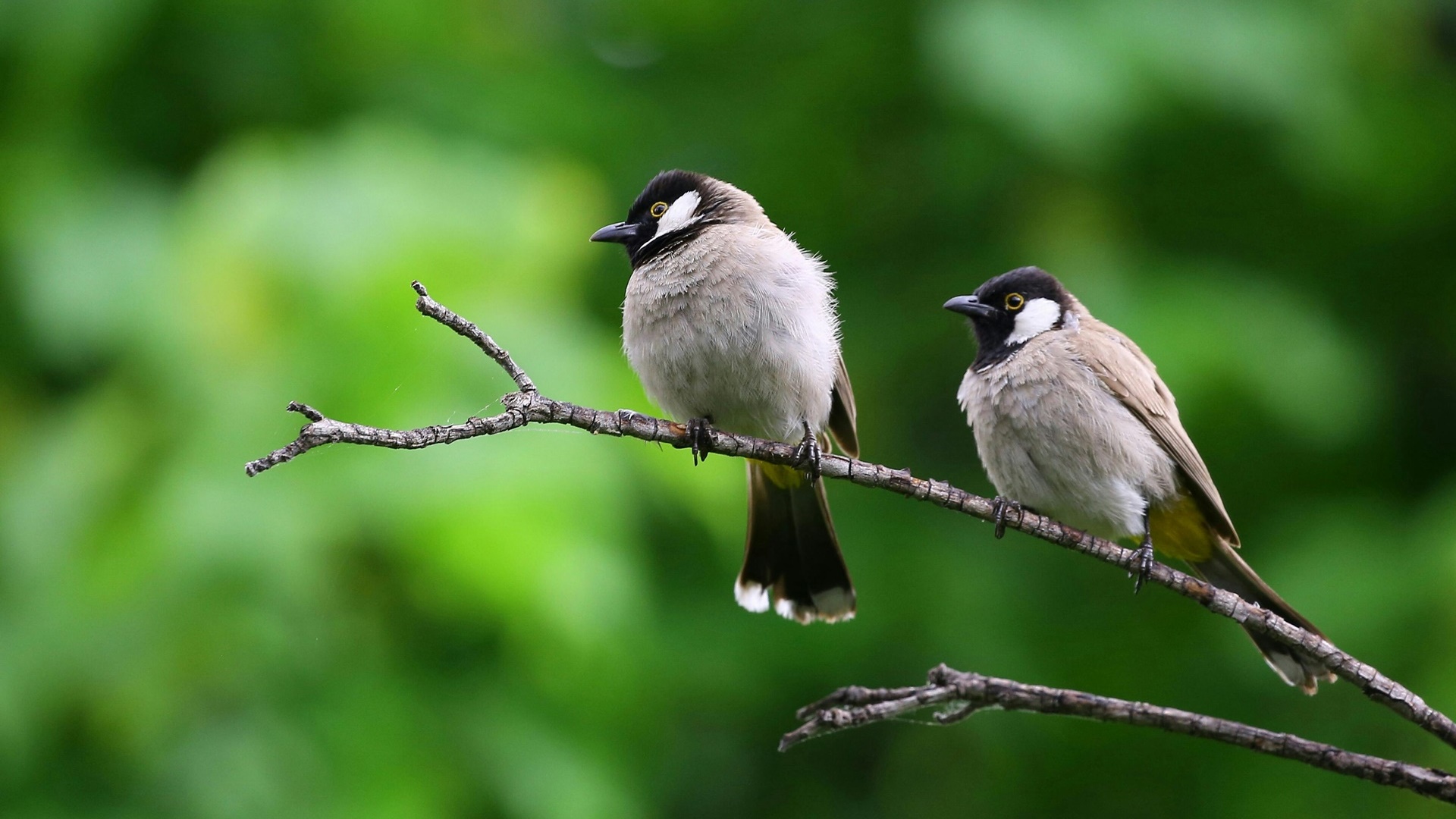 protección de aves migratorias