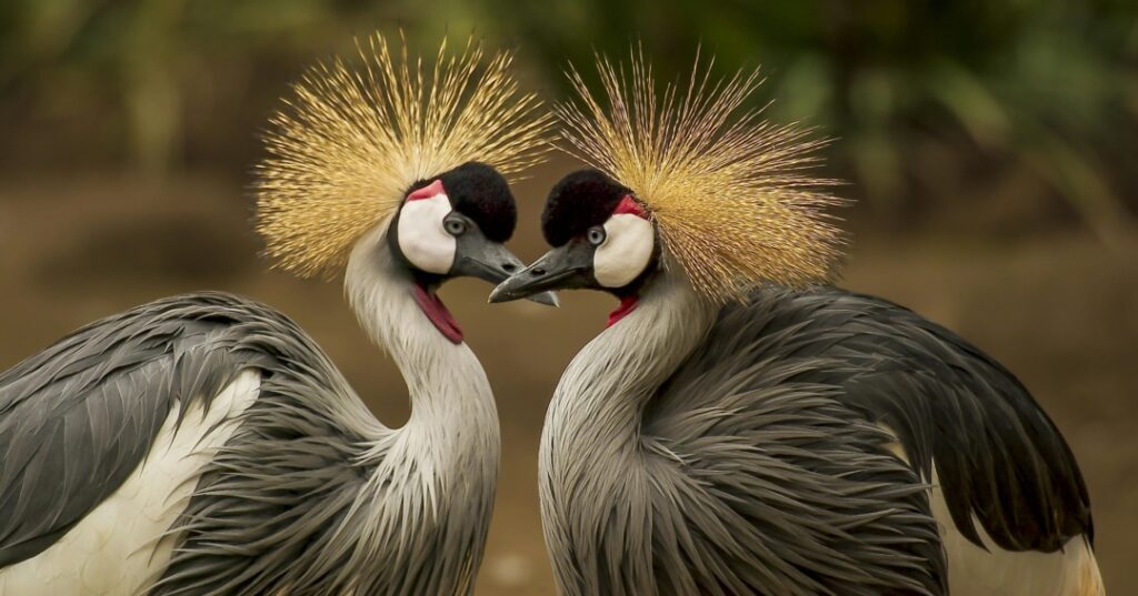protección de aves migratorias