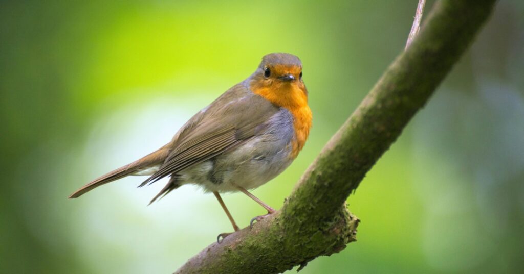 protección de aves migratorias
