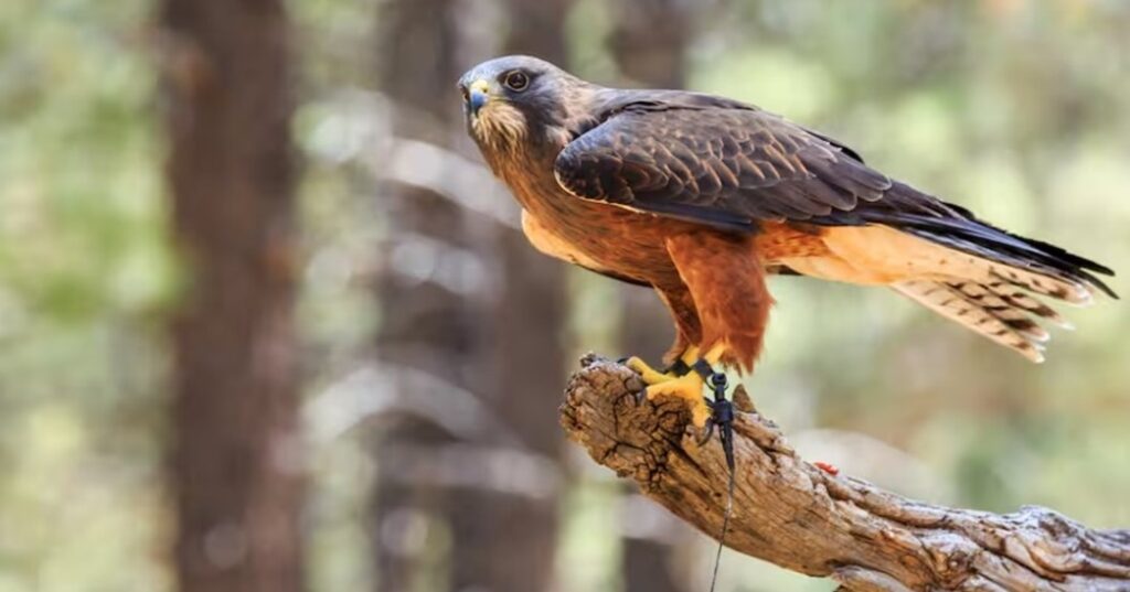 protección de aves migratorias