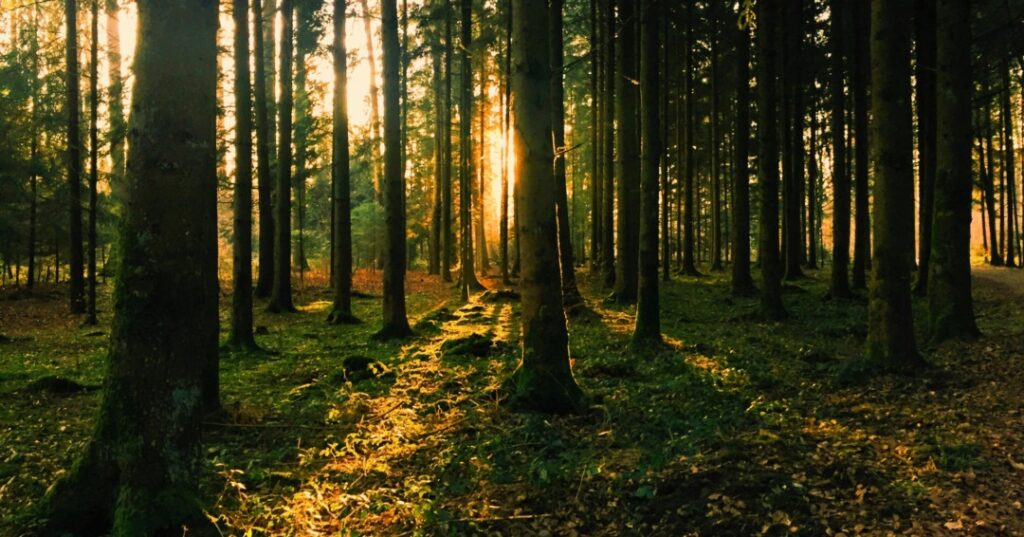 Absorción de carbono