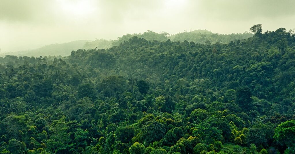 Absorción de carbono