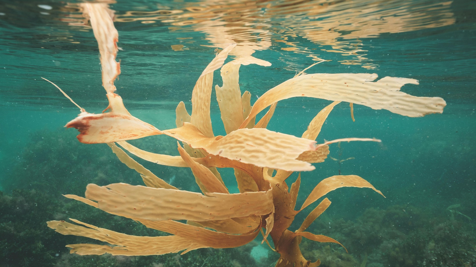 Valor nutricional de las algas