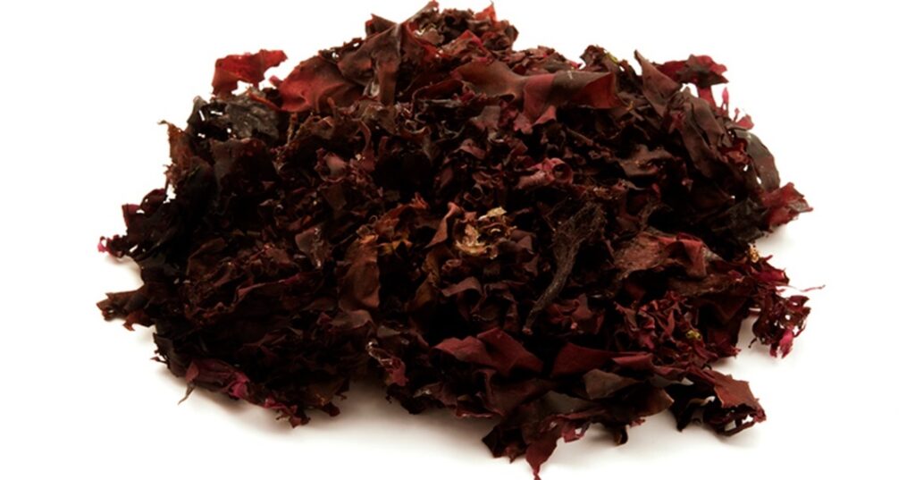 Valor nutricional de las algas