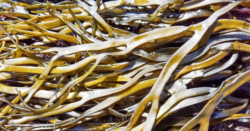 Valor nutricional de las algas