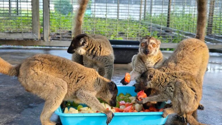 Animales devueltos a Madagascar
