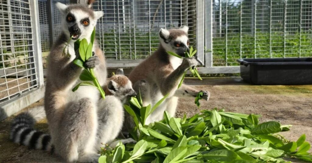 Animales devueltos a Madagascar