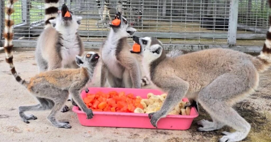 Animales devueltos a Madagascar