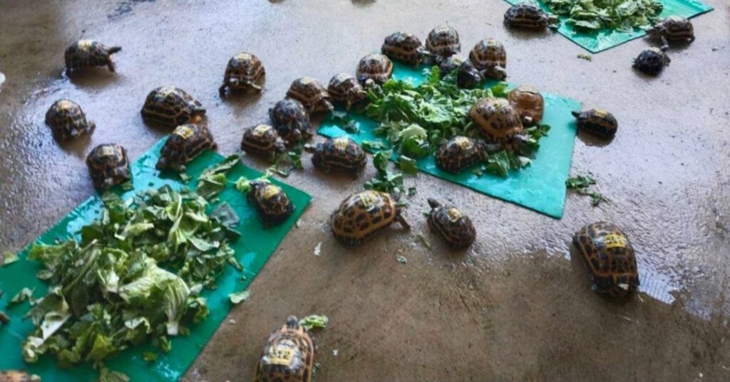 Animales devueltos a Madagascar