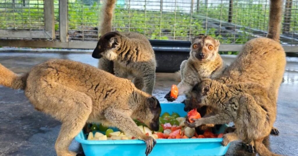 Animales devueltos a Madagascar