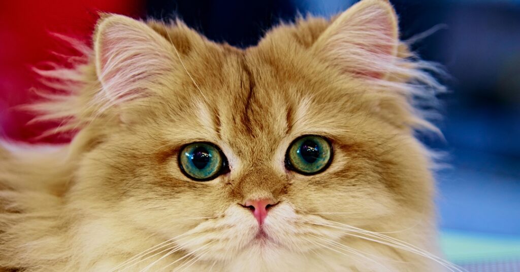 Cena de año nuevo segura