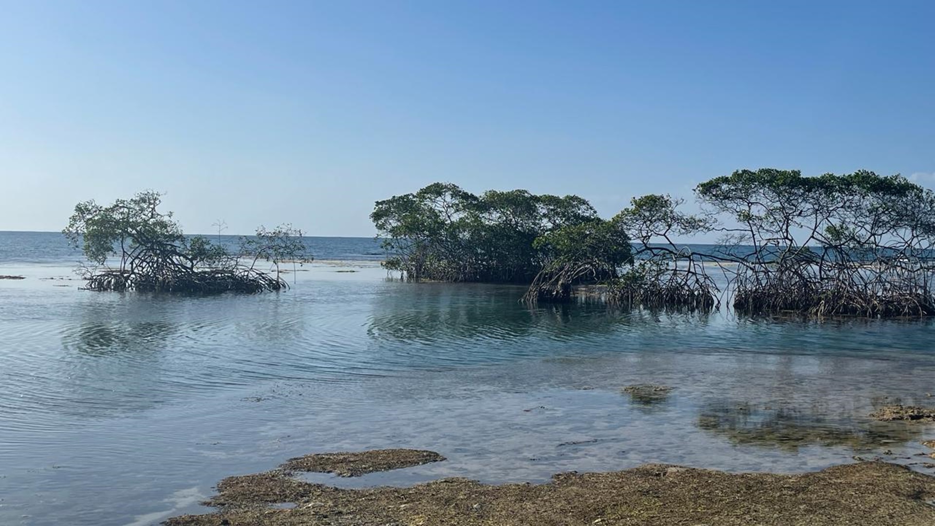 Corredor Biológico Marino en Santa Isabel