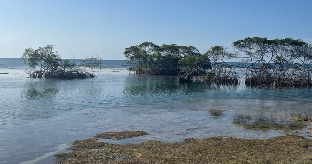 Corredor Biológico Marino en Santa Isabel