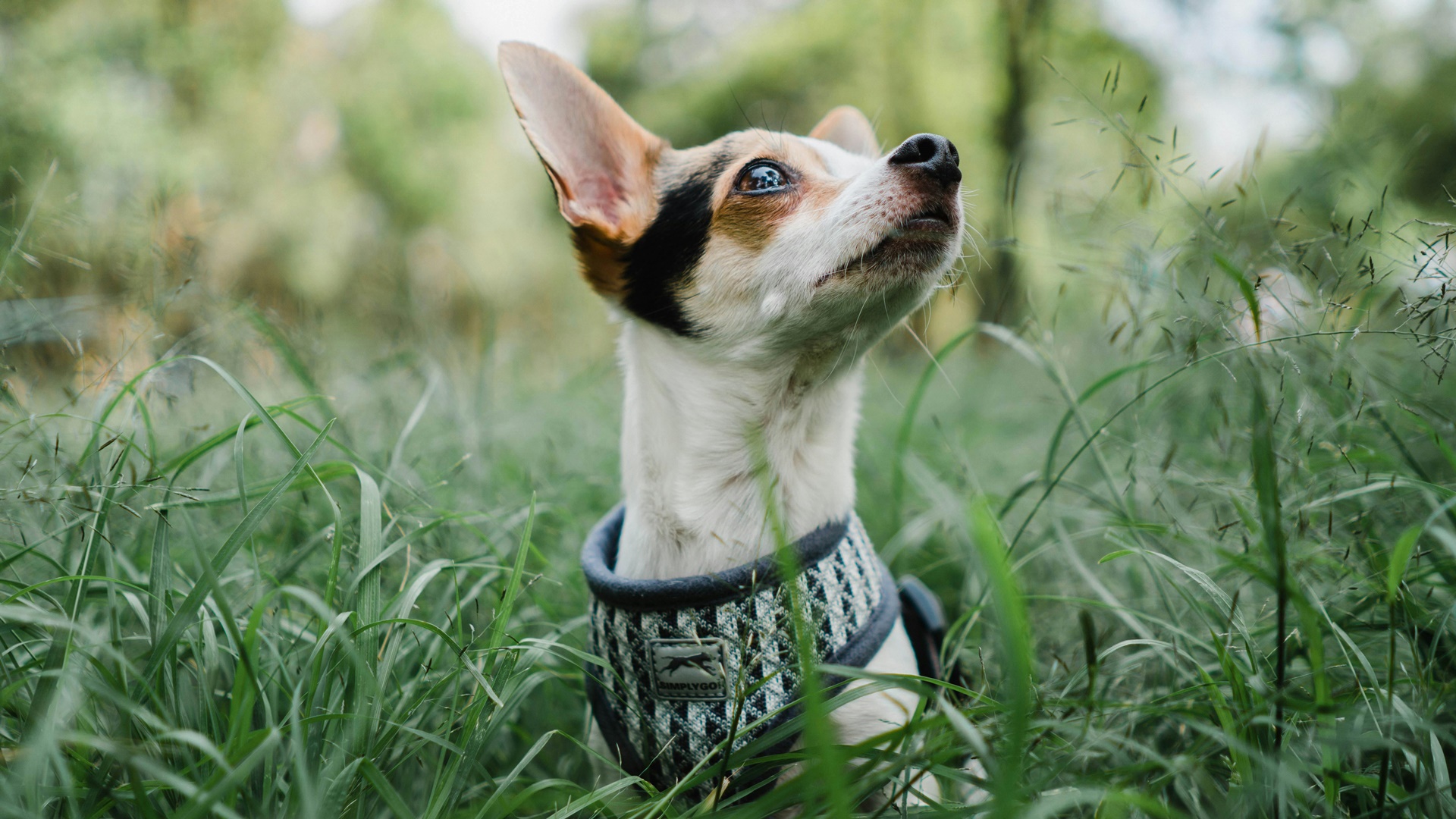Cena de año nuevo segura