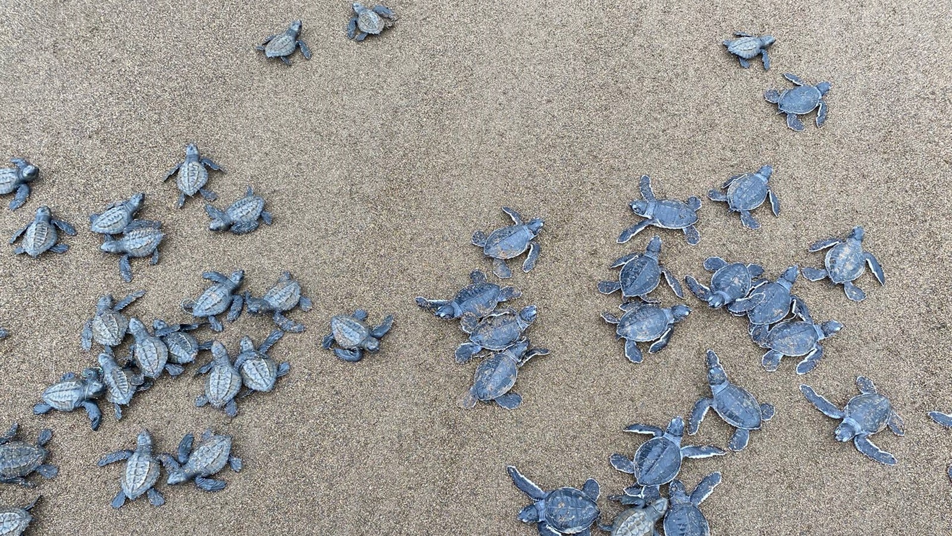 tortuga marina en Jaqué