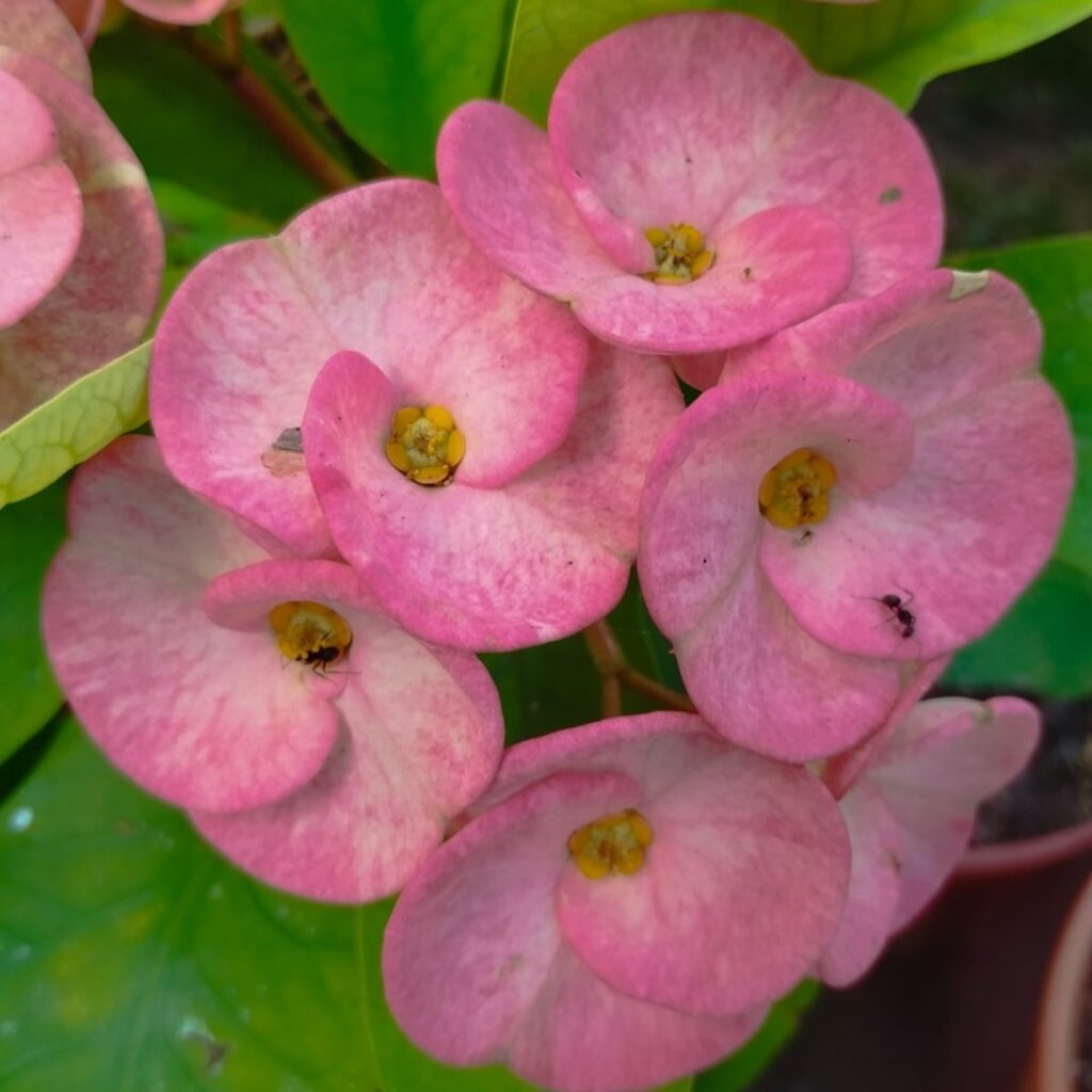 empleos verdes en Darién