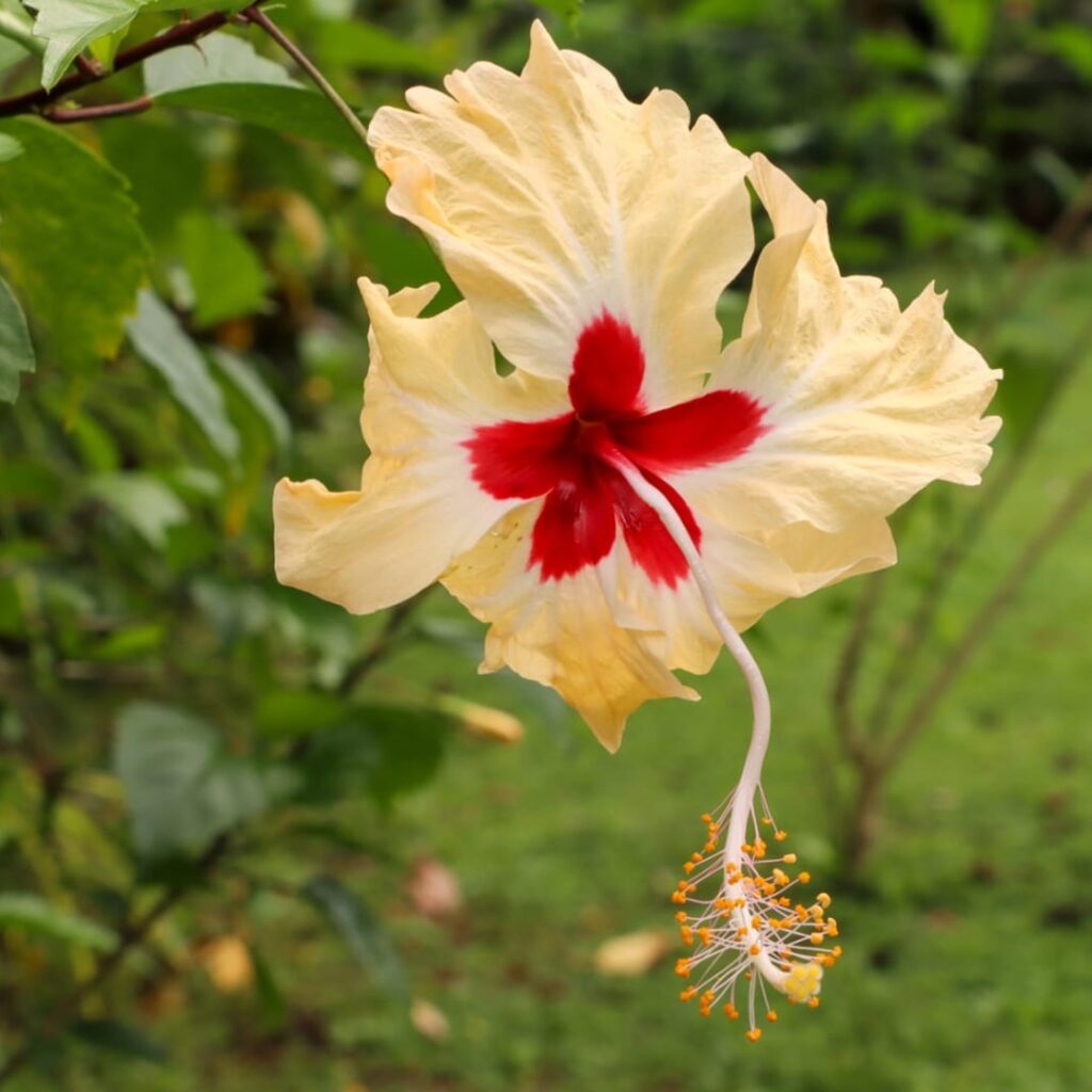 empleos verdes en Darién