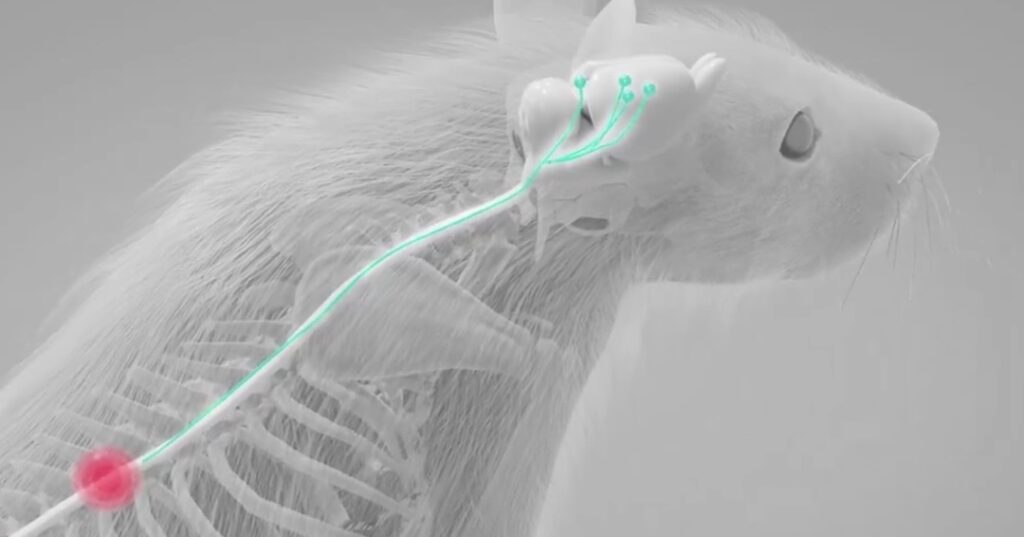 Estimulación del hipotálamo lateral