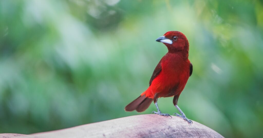 Nochebuena sin pirotecnia