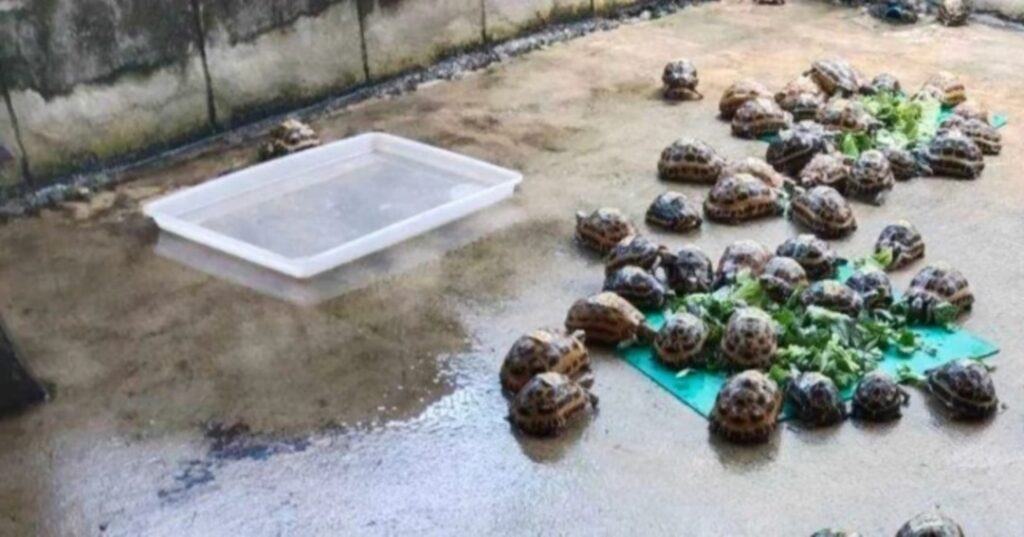 Animales devueltos a Madagascar