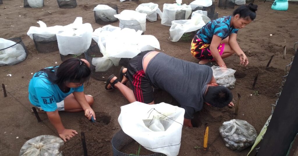 tortuga marina en Jaqué