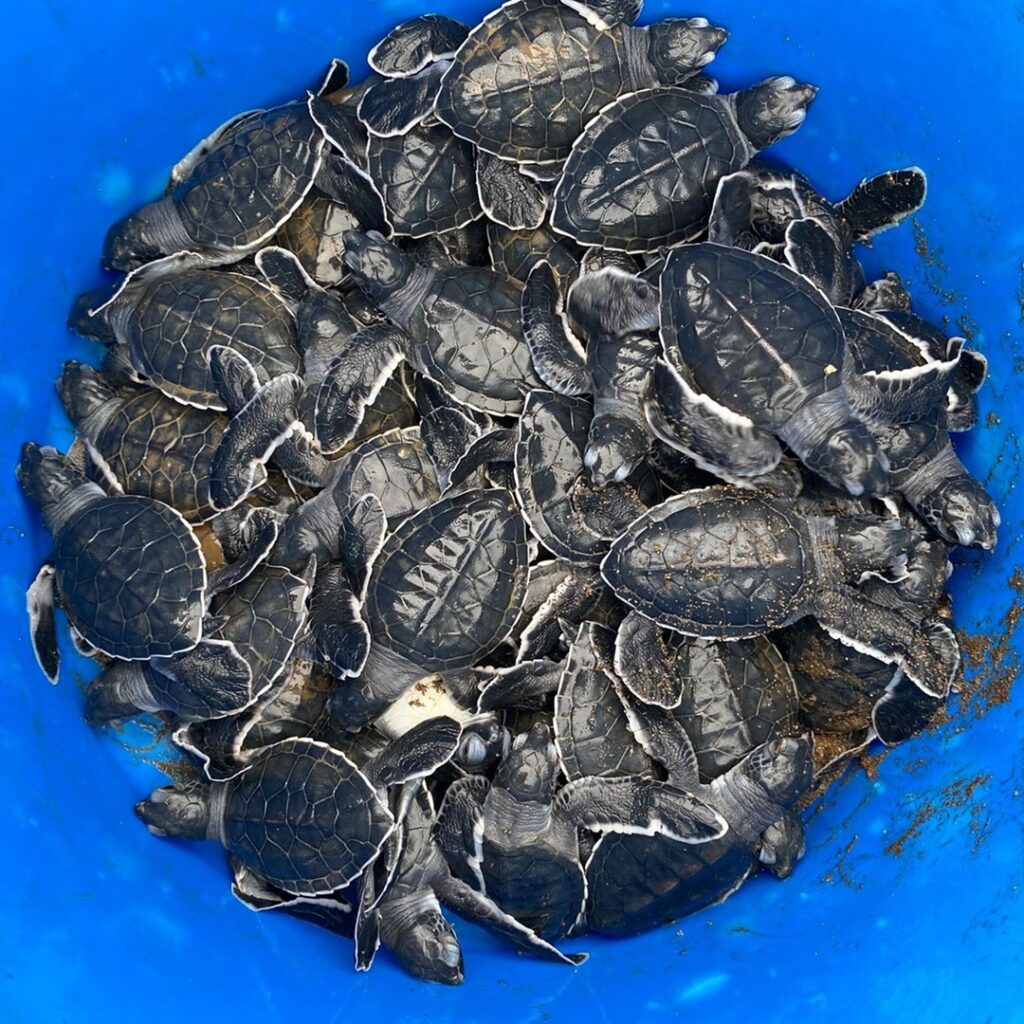 tortuga marina en Jaqué