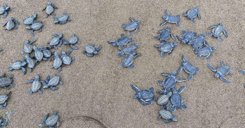 tortuga marina en Jaqué