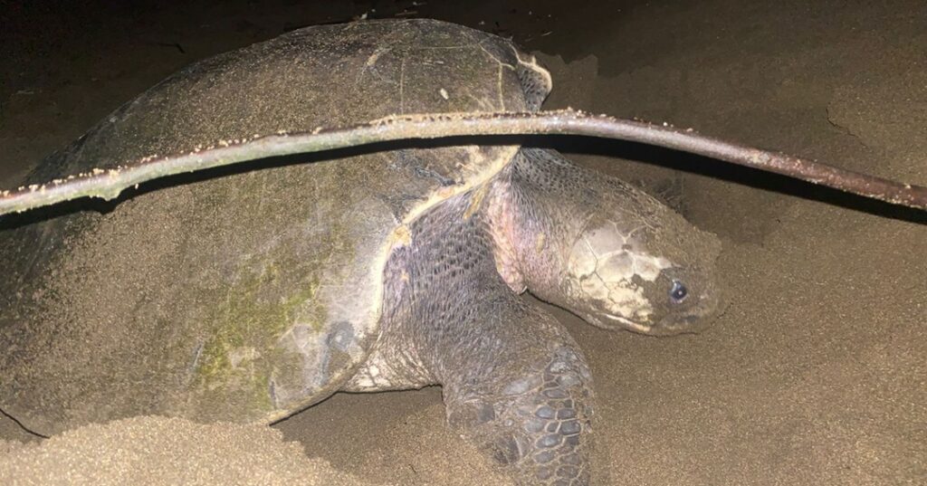 tortuga marina en Jaqué