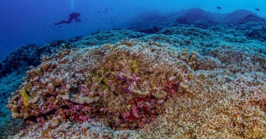 Coral más grande del mundo