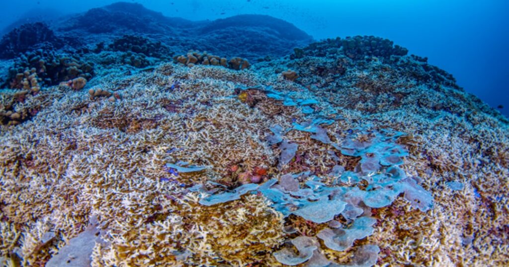 Coral más grande del mundo