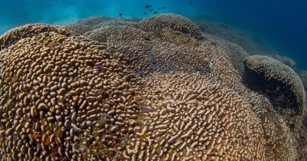 Coral más grande del mundo