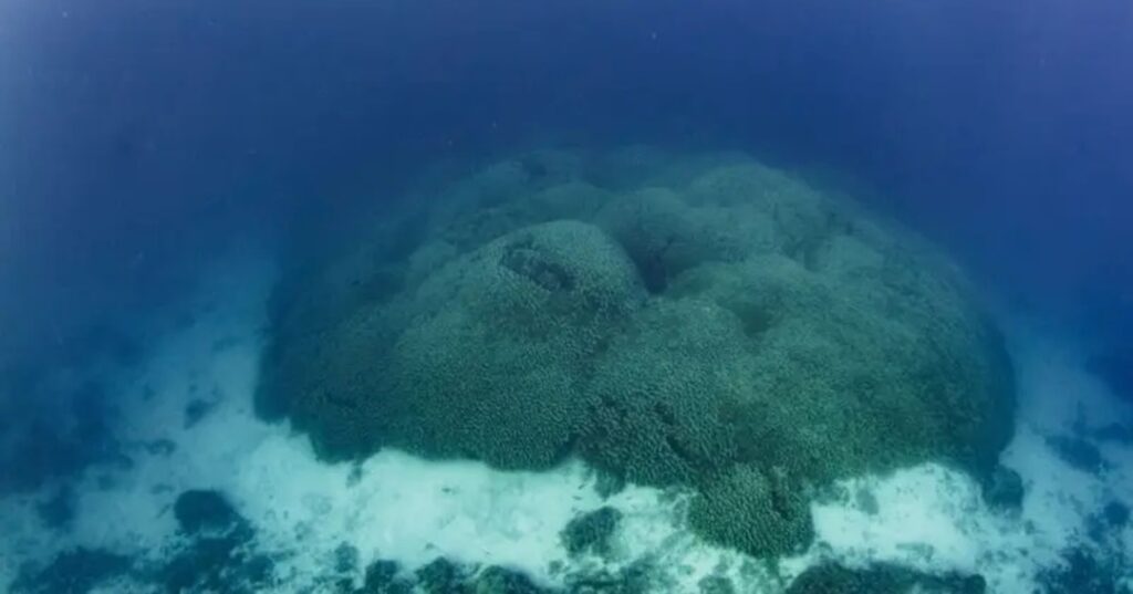Coral más grande del mundo