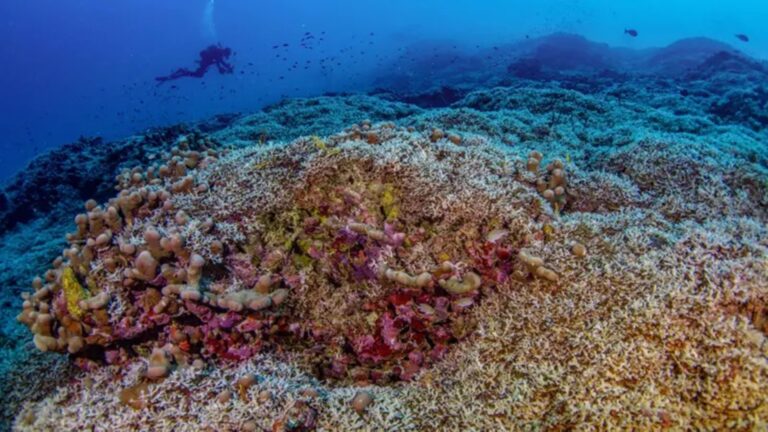 Coral más grande del mundo
