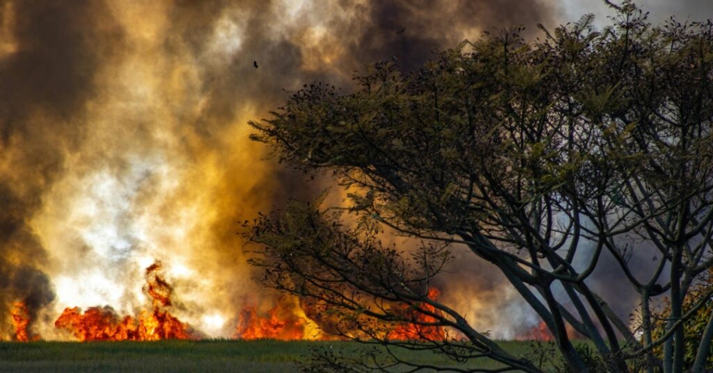 incendios forestales