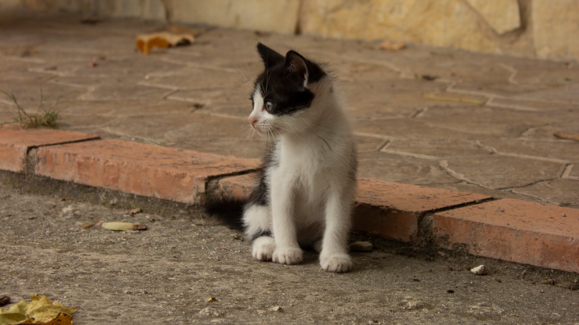 Mascotas ecoamigables