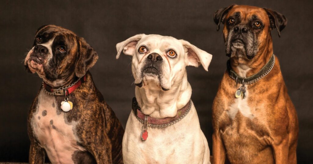 Mascotas ecoamigables