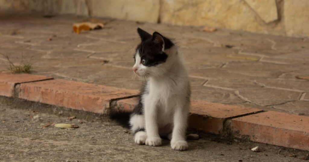 Mascotas ecoamigables