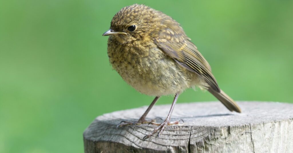 Premios de fotografía Audubon