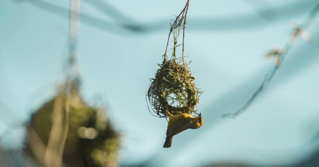 Premios de fotografía Audubon