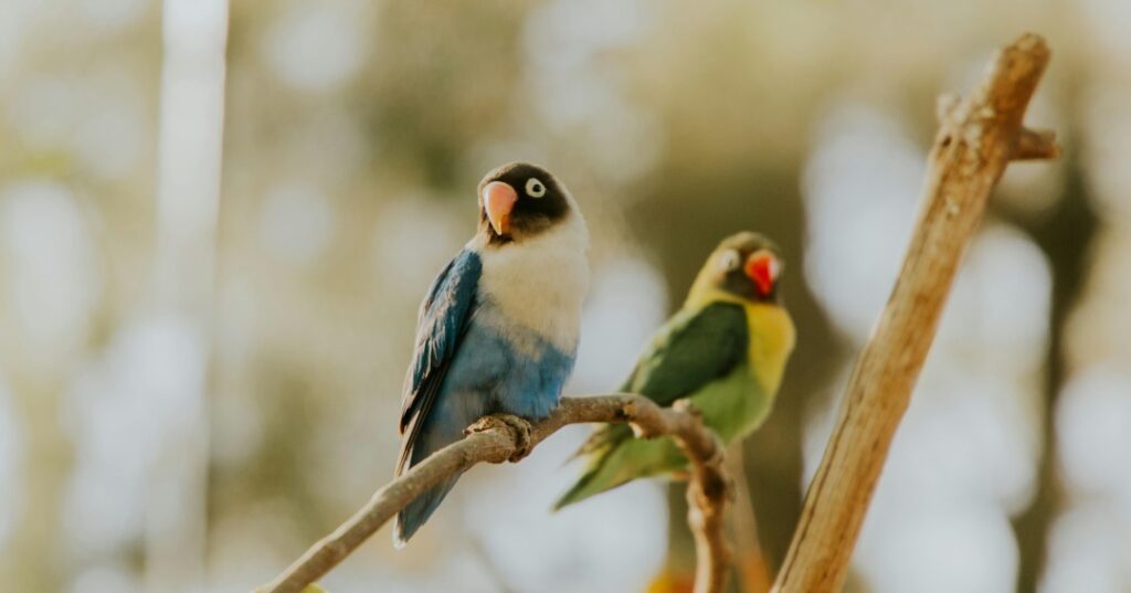 Premios de fotografía Audubon