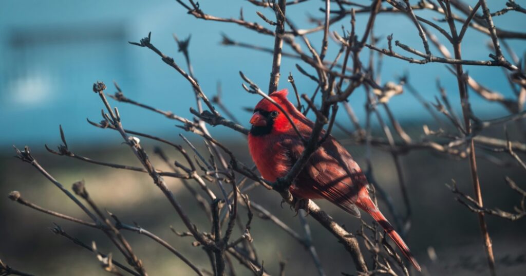 Premios de fotografía Audubon