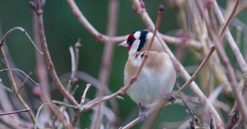 Premios de fotografía Audubon
