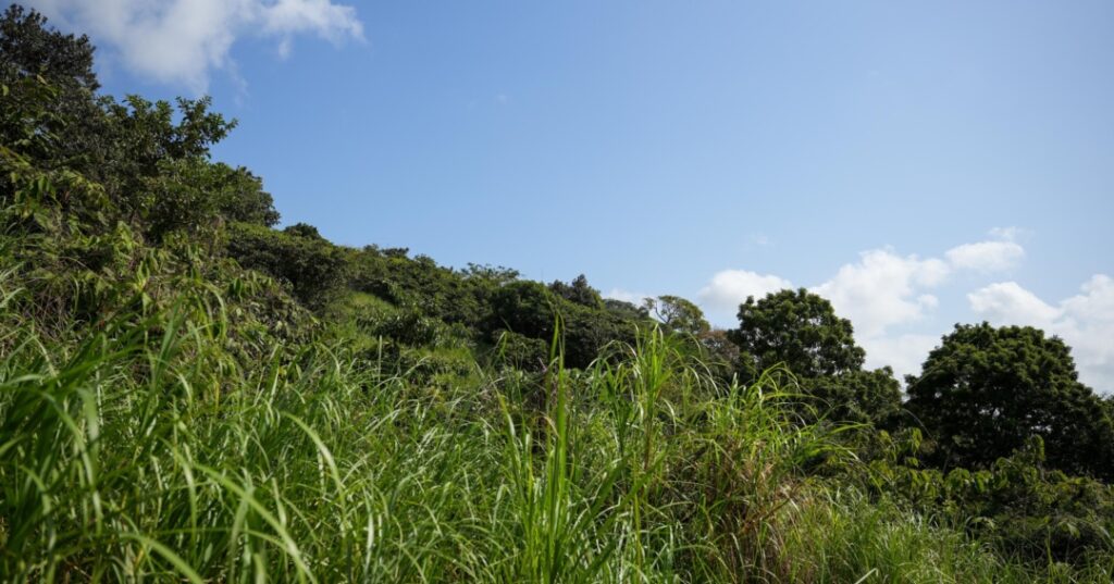 Fundación Happy Green