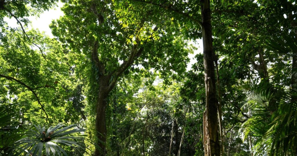 Fundación Happy Green