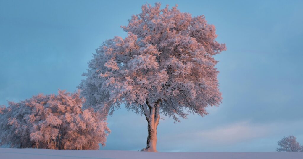 Países con más árboles del mundo