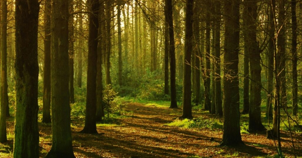 Países con más árboles del mundo