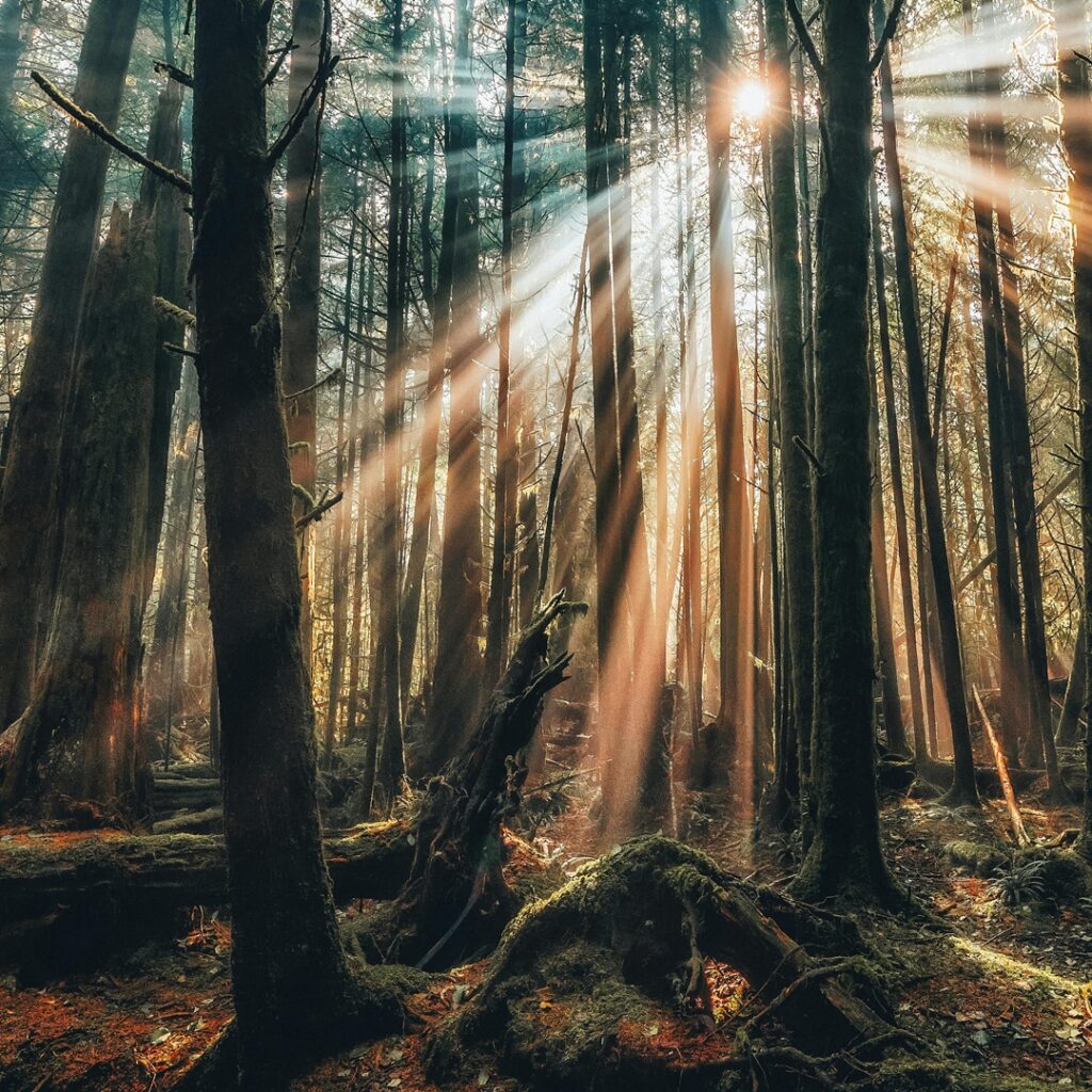 Países con más árboles del mundo