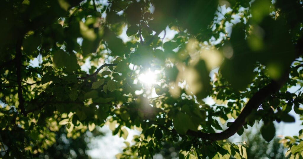 Países con más árboles del mundo