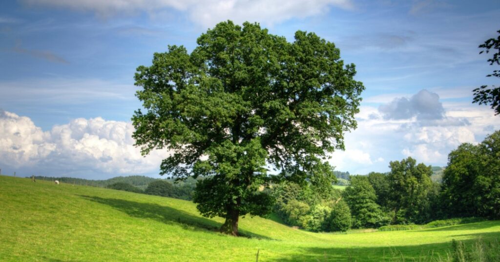 Países con más árboles del mundo