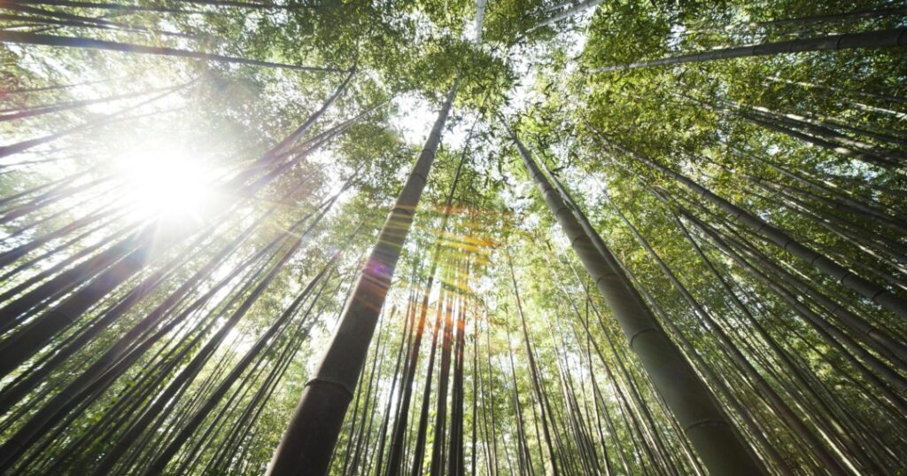 Países con más árboles del mundo